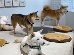 -柴务处·柴犬主题狗咖