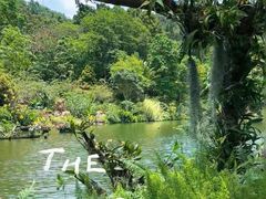 -深圳仙湖植物园