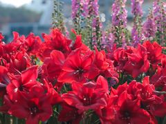 -海心沙亚运公园