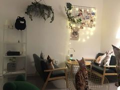 -豆老板的猫咖啡(碑林博物馆店)
