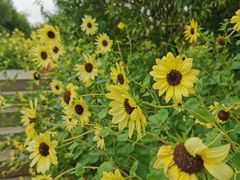 -厦门园林博览苑