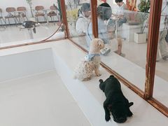 -共舞时光猫咖·狗咖(新街口店)