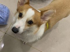 -佳雯宠物医院·皮肤科·内外科(春晓路分院)