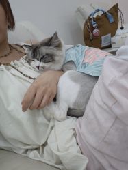 -柚子•猫美睫美甲