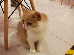 -三花喵·撸猫购宠·宠物生活馆(虹桥南丰城店)