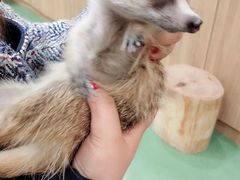 -藦茜花园宠物主题亲子互动体验馆(国顺东路店)