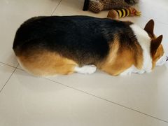 -宠福鑫康馨动物医院·骨科·眼科