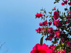 -雨花胜境