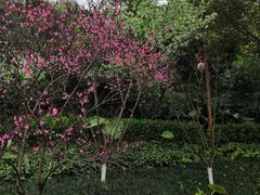 -重庆彩云湖湿地公园