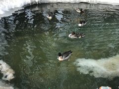 -新疆天山野生动物园