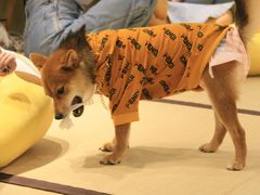 -逗柴咖啡屋·狗咖猫咖宠物桌游