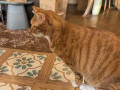 -猫猫幼稚园·撸猫·桌游·电玩