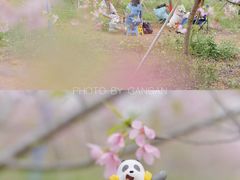 -天适樱花悠乐园