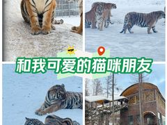 -横道河子东北虎林园