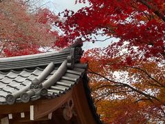 -常寂光寺