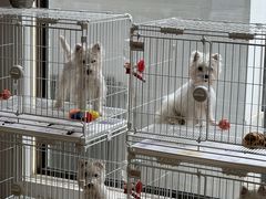 -翊宠yipet猫狗购宠庄园犬舍•猫舍