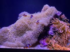 -西雅图水族馆