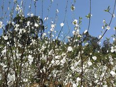 -南国桃园旅游度假区