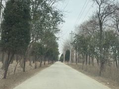 -黄河故道国家森林公园