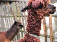 -洛阳白云山景区