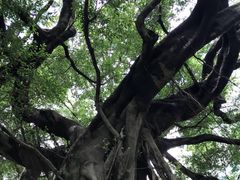 -九龙公园