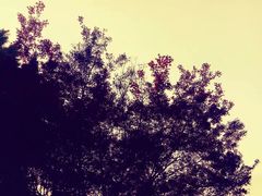 -上海市龙华烈士陵园