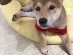 -逗柴咖啡屋·狗咖猫咖宠物桌游