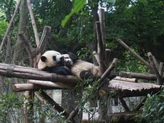 熊猫-成都大熊猫繁育研究基地