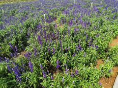 -松山湖梦幻百花洲