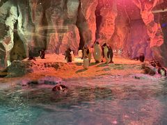 -帝企鹅自助餐厅•儿童岛•真企鹅(长隆企鹅酒店)