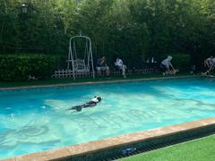 -汪说喵讲宠物乐园宠物酒店(红星美凯龙店)