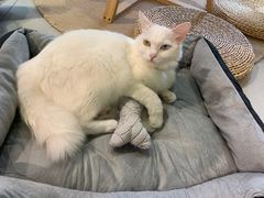 -Heymao猫咖.咖啡厅(东门店)
