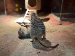 -酷嗒动物文化乐园(cutezoo西溪乐天城店)