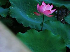 -荔湾湖公园