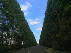 -黄海国家森林公园