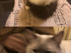 -猫色咖啡·猫咖