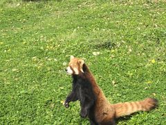 -合肥野生动物园