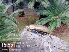 -深圳仙湖植物园