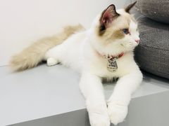 -糯米喵星人·撸猫猫舍咖啡馆(西市场嘉华店)