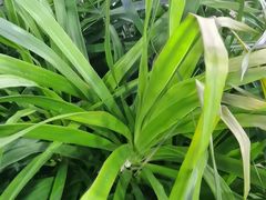 -墨脱石锅椰子鸡•香草鸭•东山羊(大东海店)