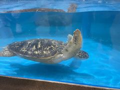 -芜湖新华联大白鲸海洋公园