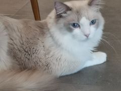 -飞行喵MR PILOT|猫舍·猫咖(静安大融城店)