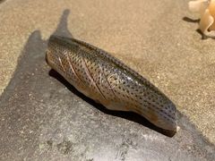 -银座岩