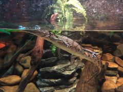 -悉尼海洋生物水族馆