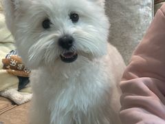 -翊宠yipet猫狗购宠庄园犬舍•猫舍