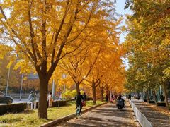 -三里屯东五街银杏大道