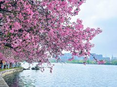 -莫愁湖公园