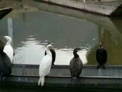 -大理洱源西湖景区