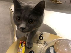 -飞行喵MR PILOT|猫舍·猫咖(静安大融城店)