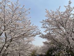 -顾村公园